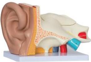 耳（外、中、內）解剖